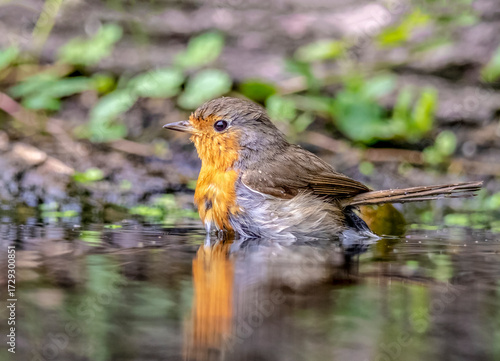 robin on the water