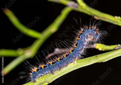 Oak cocoon moth caterpillar