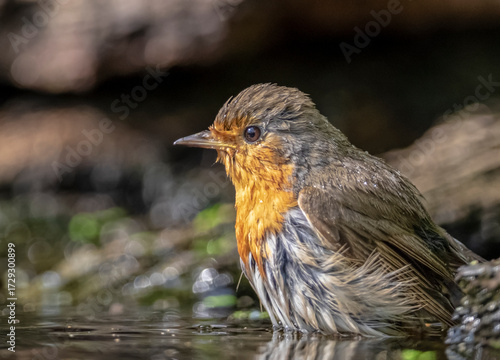 Little robin
