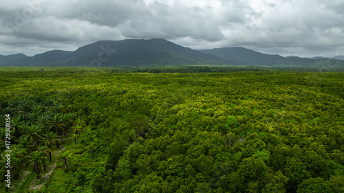 aerial view a vivid contrast between a palm plantation and a lush forest. the transition from agricultural land to untouched wilderness, highlighting patterns of land use and environmental impact.