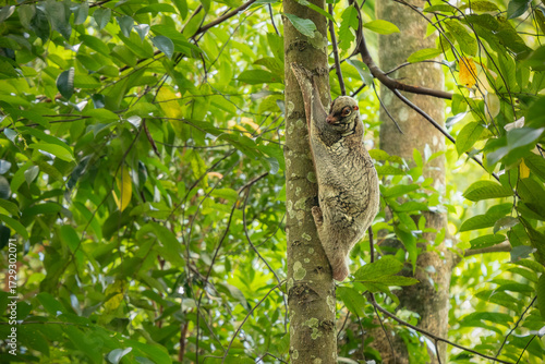 Sunda flying lemur clinging to a tree trunk, camouflaged in mottled fur, with wide eyes and gliding membrane visible in its tropical forest habitat.