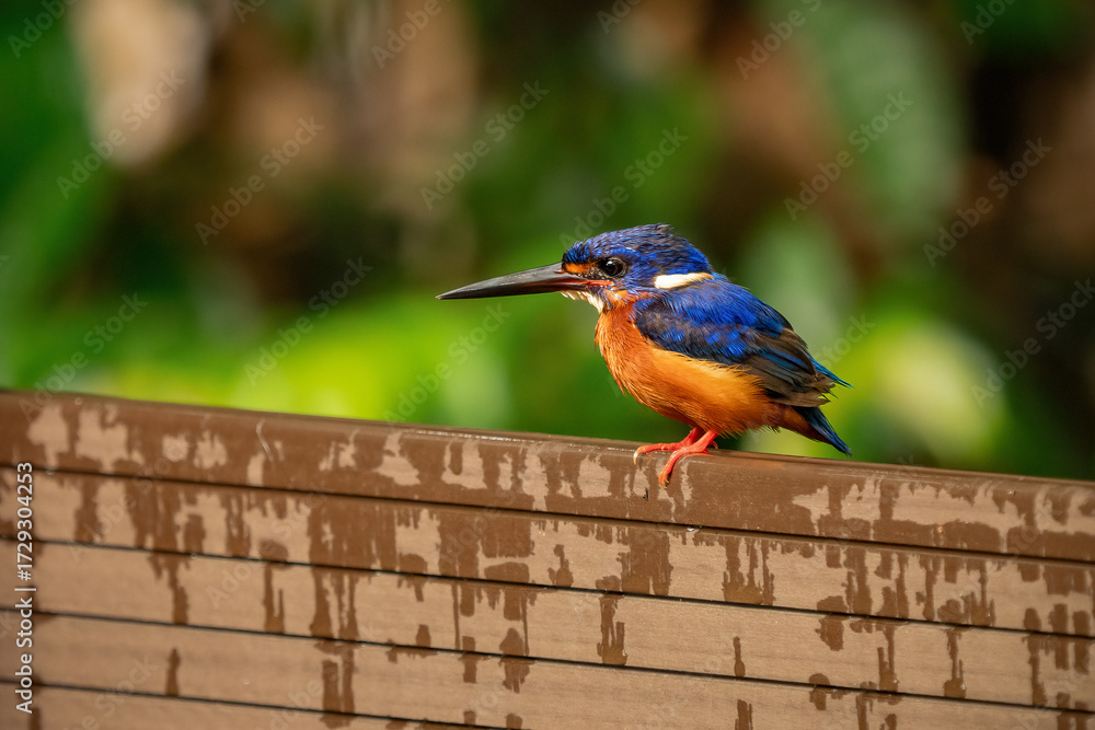 Obraz premium Stunning Blue-eared Kingfisher (Alcedo meninting) perched by a rainforest stream, displaying vibrant blue and orange plumage. Perfect for themes of exotic wildlife, birdwatching, and nature in Asia.