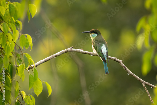 Vibrant Blue-throated Bee-eater (Merops viridis) perched gracefully on a branch among lush leaves, showcasing its striking colors. Exotic tropical bird in its natural habitat.