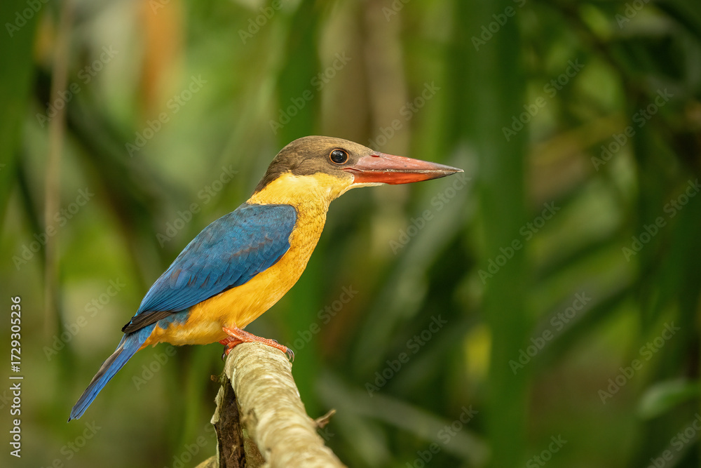 Obraz premium Stork-billed kingfisher (Pelargopsis capensis) perched on a branch, displaying vivid blue wings, golden body, and bold red bill amid lush green surroundings. Tropical avian beauty.
