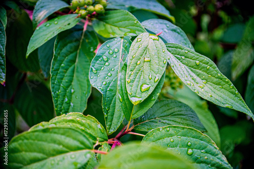Wallpaper Mural Grüne Blätter mit Wassertropfen nach dem Regen Torontodigital.ca