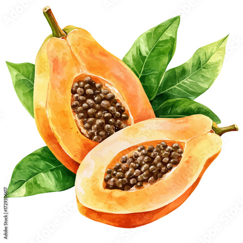 Papaya, watercolor clipart vector, isolated on a white background.