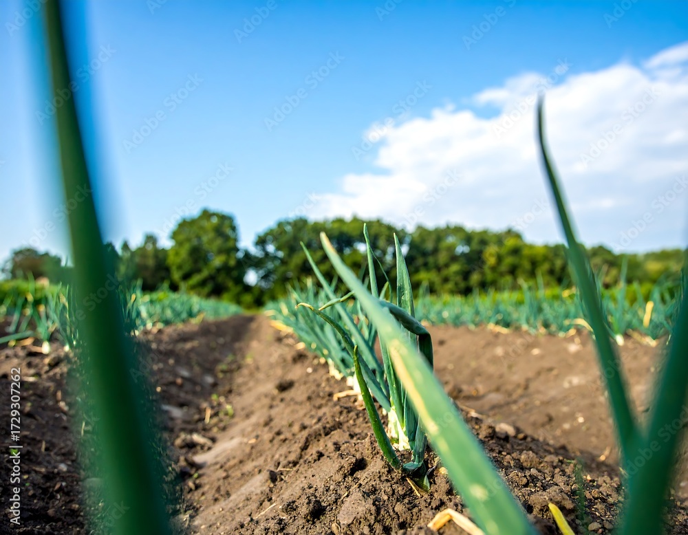 Fototapeta premium Fresh green onion sprouts in a field