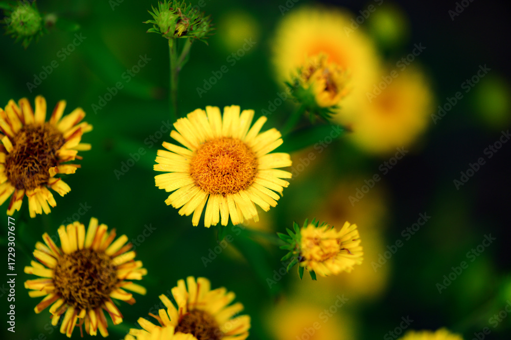 Obraz premium Wild plants bloom with spiral flowers, which belong to the Asteraceae family