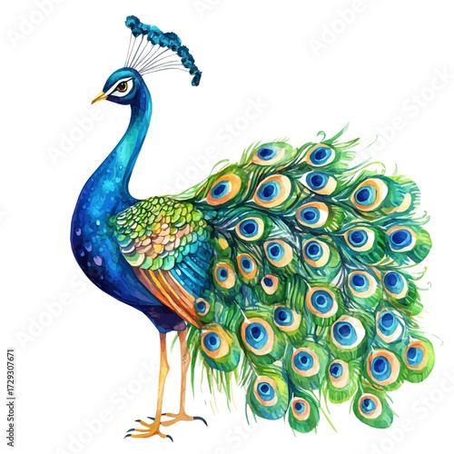 Peacock, watercolor vector, isolated on a white background.
