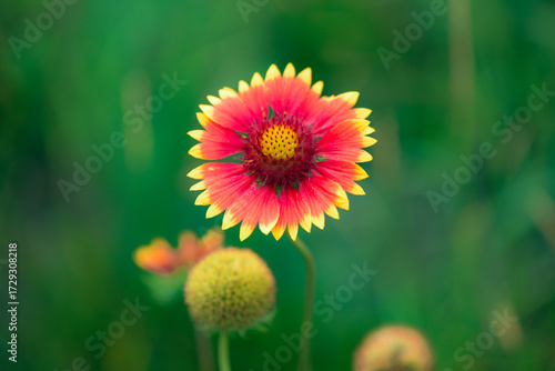 Summer blooming heavenly chrysanthemum, close-up of nature, plants, and flowers