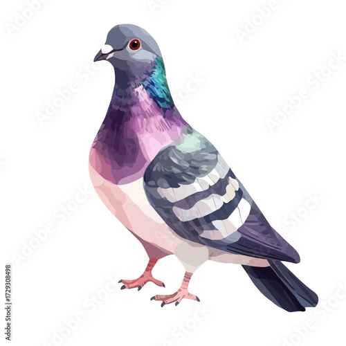 Pigeon, watercolor vector, isolated on a white background.