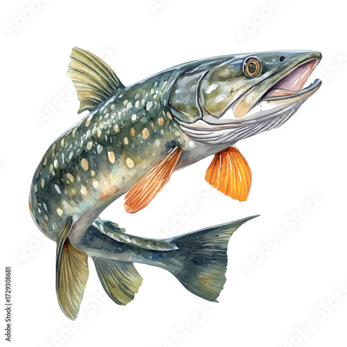 Pike, watercolor vector, isolated on a white background.