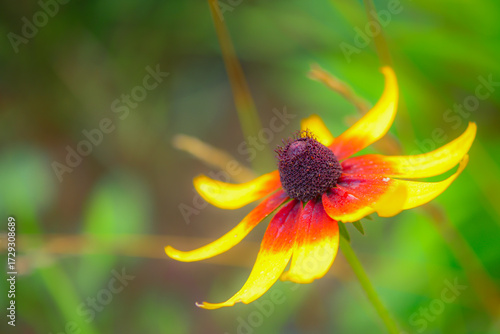 Wild golden chrysanthemums bloom with bright flowers, showcasing the beauty of nature