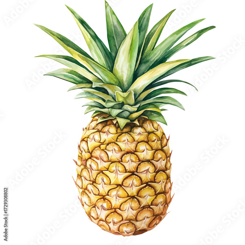 Pineapple, watercolor illustration vector, isolated on a white background.