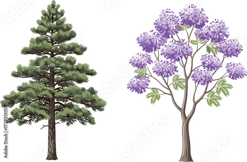Beautiful tall pine tree illustration, blooming jacaranda tree vector, nature landscape design, botanical art drawing, isolated plant artwork, decorative element