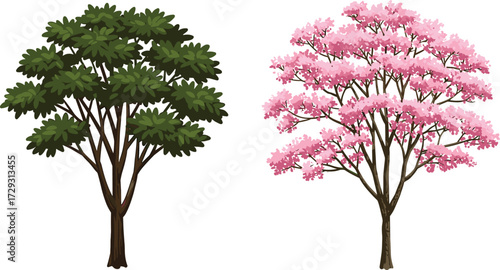 Beautiful vector illustration of green leafy tree and pink cherry blossom tree, spring nature background, botanical design, garden landscape, seasonal art