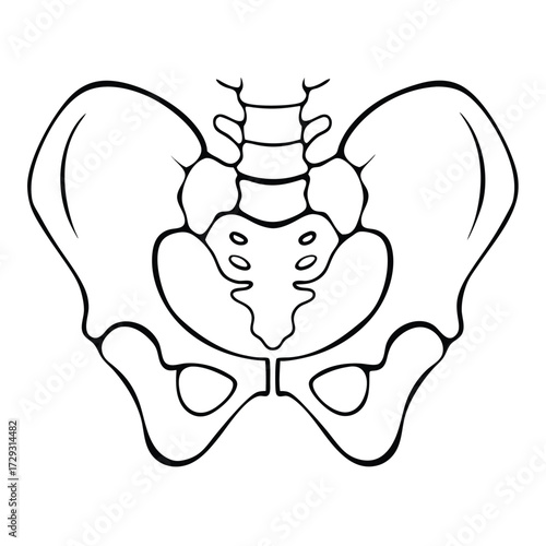 Human pelvis bone anatomy line art human anatomy skeleton