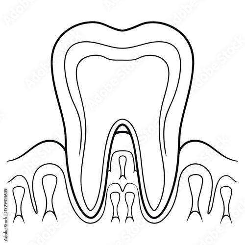 Human tooth cross section diagram dental anatomy