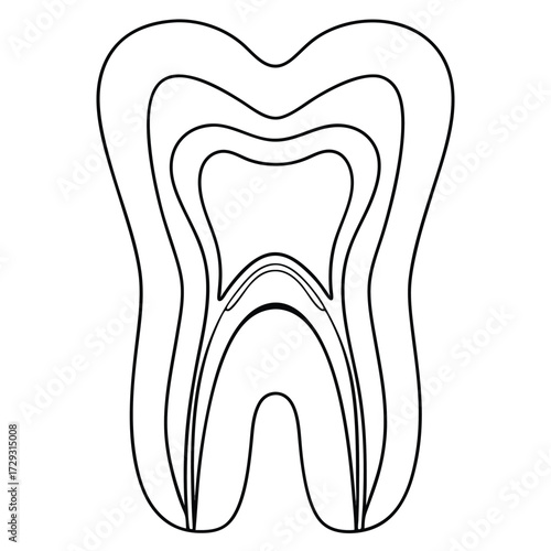 Human tooth cross section diagram dental anatomy