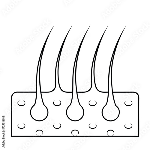 Illustrative hair follicles diagram illustration science