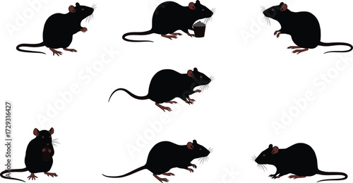 Rat vector illustration set with various poses, black silhouette rodents, eating and crouching clipart for design, behavior study reference