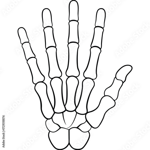 Skeletal hand bones outline anatomy black and white