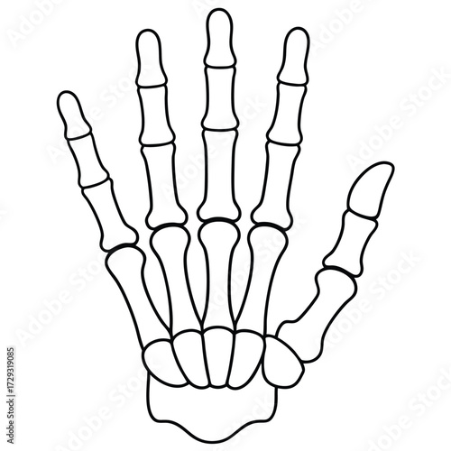 Skeleton hand bones fingers palm