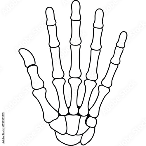 Stylized skeletal hand illustration human anatomy bones