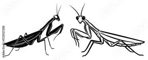 Two Praying Mantis Insect Silhouette and Outline