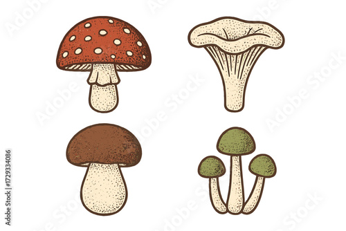 Diverse wild forest mushrooms and fungi in various shapes and colors, presented in a stylized natural depiction of a woodland scene