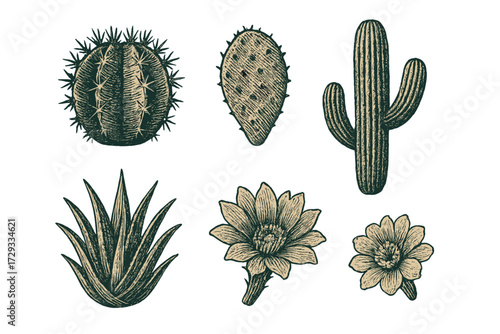 Botanical collection of vintage engraved desert plants, blooming cacti, succulent leaves, and prickly pear elements