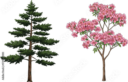 Green pine tree illustration, pink flowering tree vector, natural forest design, seasonal botanical artwork, outdoor landscape element, decorative foliage background, garden nature graphic