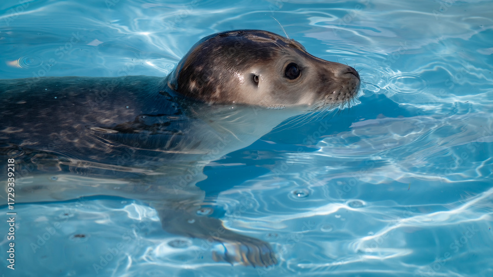 Fototapeta premium Poorly Baby Seal in a Rehabilitation Pool