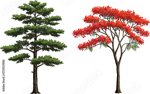 Green pine tree illustration, red flowering tree vector, natural forest artwork, seasonal botanical design, outdoor landscape element, decorative foliage background graphic