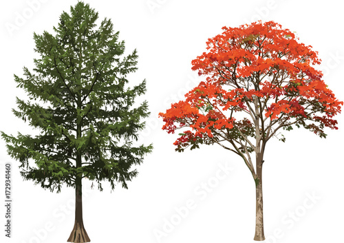 Green pine tree illustration, red flowering tree vector, tropical seasonal trees, outdoor nature design, botanical artwork, decorative garden background, natural landscape