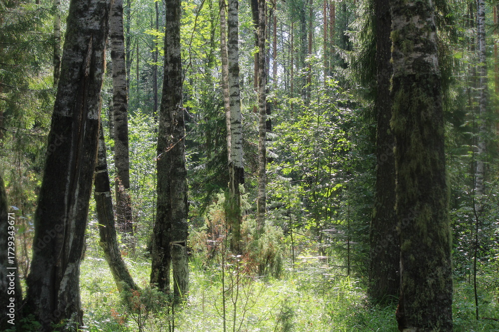 Obraz premium tree in the forest