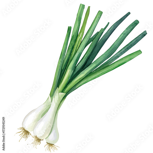 Spring Onion, watercolor clipart vector, isolated on a white background.