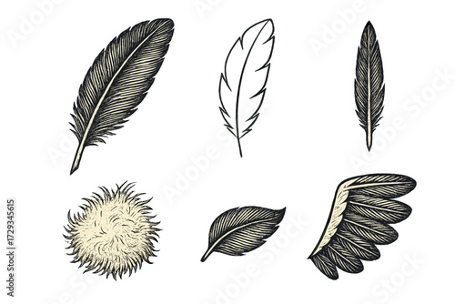 Assortment of hand drawn vintage style bird feathers including a fluffy down feather and a stylized wing design element