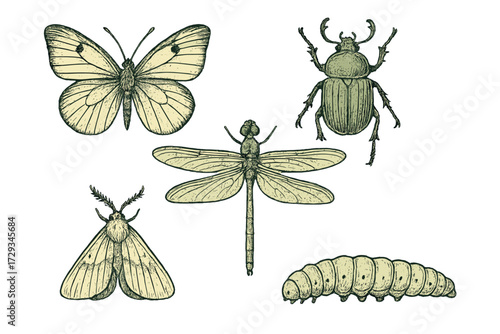 Hand drawn style collection of various insects like butterfly, beetle, dragonfly, moth, and caterpillar species