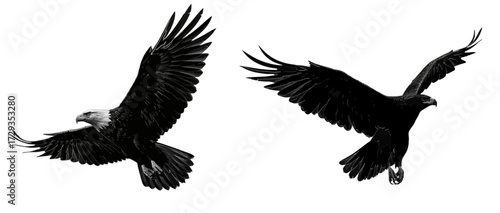 Two eagle silhouettes, capturing the majestic flight and powerful presence of this iconic bird of prey