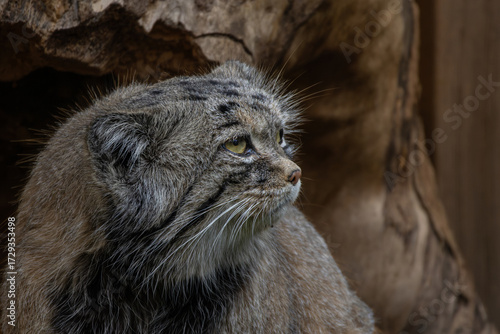 Fotografia Pallas cat (Otocolobus manul)