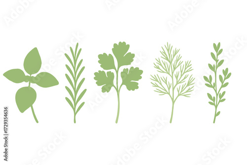 Fresh green culinary herbs and aromatic spices for cooking and seasoning on a clean white background