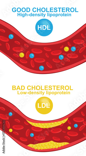 HDL and LDL. vector illustration