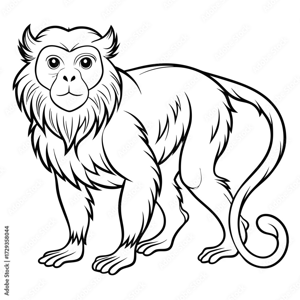 Obraz premium Capuchin monkey line drawing vector illustration