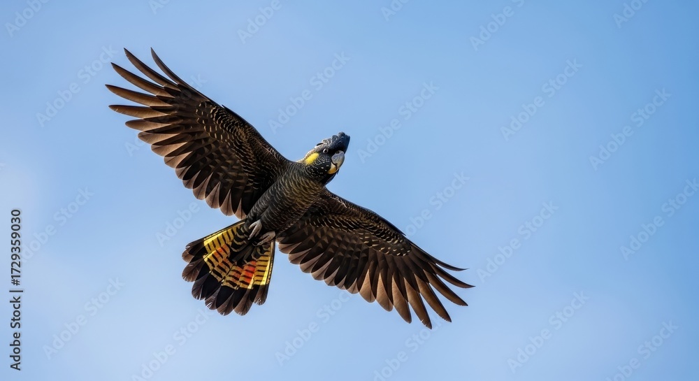 Fototapeta premium Yellow Tailed Black Cockatoo Soaring Against a Clear Blue Sky in Flight