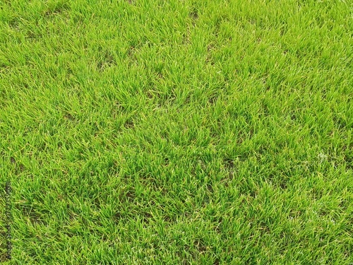 Green lawn. Fresh grass on the lawn.