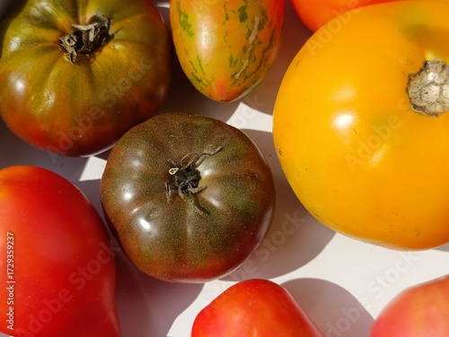 Red, yellow, and green tomatoes. Homegrown tomatoes, harvest