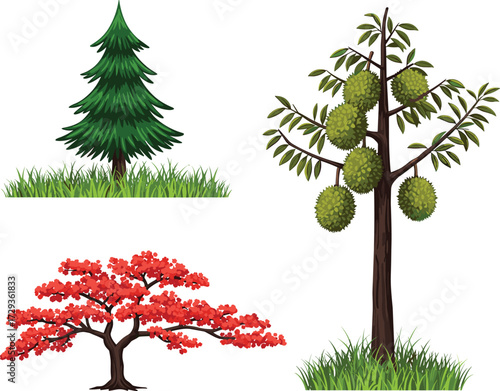 Pine tree with green needles, autumn red foliage tree, and durian fruit tree with spiky fruits, isolated botanical illustration for stock
