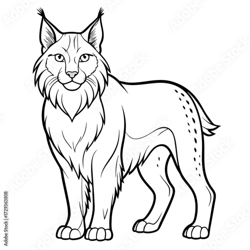 Detailed line art illustration of a standing lynx animal