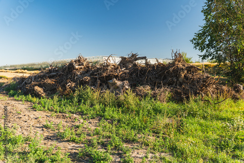 The pile of tree roots was created when the trees were removed to make way for a new field.